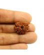 14 Mukhi Rudraksha (Nepal) 21.92 MM