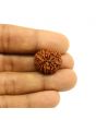 14 Mukhi Rudraksha (Nepal) 21.92 MM