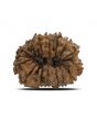 15 Mukhi Rudraksha (Nepal) 21.44 MM