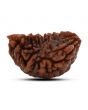 1 mukhi kaju shape Indian Rudraksha 31.01 M.M.