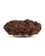 1 mukhi kaju shape Indian Rudraksha 31.01 M.M.