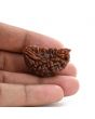 1 mukhi kaju shape Indian Rudraksha 31.01 M.M.