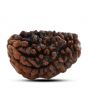 1 mukhi kaju shape Indian Rudraksha 30.44 M.M.