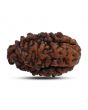 1 mukhi kaju shape Indian Rudraksha 30.44 M.M.