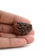1 mukhi kaju shape Indian Rudraksha 30.44 M.M.