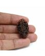 1 mukhi kaju shape Indian Rudraksha 30.44 M.M.