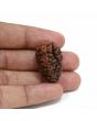 1 mukhi kaju shape Indian Rudraksha 30.44 M.M.