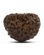 1 mukhi kaju shape Indian Rudraksha 26.03 M.M.