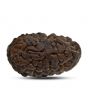 1 mukhi kaju shape Indian Rudraksha 26.03 M.M.
