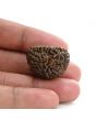 1 mukhi kaju shape Indian Rudraksha 26.03 M.M.