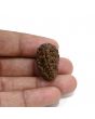 1 mukhi kaju shape Indian Rudraksha 26.03 M.M.