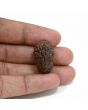 1 mukhi kaju shape Indian Rudraksha 26.03 M.M.
