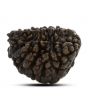 1 mukhi kaju shape Indian Rudraksha 27.62 M.M.