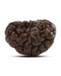 1 mukhi kaju shape Indian Rudraksha 26.95 M.M.