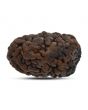 1 mukhi kaju shape Indian Rudraksha 26.95 M.M.