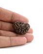 1 mukhi kaju shape Indian Rudraksha 26.95 M.M.