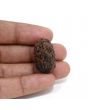 1 mukhi kaju shape Indian Rudraksha 26.95 M.M.