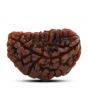 1 mukhi kaju shape Indian Rudraksha 30.14 M.M.