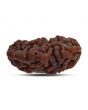 1 mukhi kaju shape Indian Rudraksha 30.14 M.M.