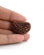 1 mukhi kaju shape Indian Rudraksha 30.14 M.M.