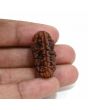 1 mukhi kaju shape Indian Rudraksha 30.14 M.M.