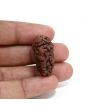 1 mukhi kaju shape Indian Rudraksha 30.14 M.M.
