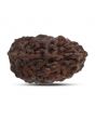 1 mukhi kaju shape Indian Rudraksha 29.18 M.M.