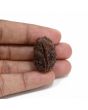 1 mukhi kaju shape Indian Rudraksha 29.18 M.M.