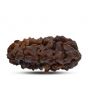 1 mukhi kaju shape Indian Rudraksha 33.02 M.M.