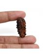 1 mukhi kaju shape Indian Rudraksha 33.02 M.M.