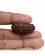 1 mukhi kaju shape Indian Rudraksha 33.02 M.M.