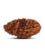 1 mukhi kaju shape Indian Rudraksha 23.75 M.M.