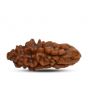 1 mukhi kaju shape Indian Rudraksha 23.75 M.M.