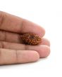 1 mukhi kaju shape Indian Rudraksha 23.75 M.M.
