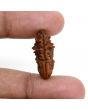 1 mukhi kaju shape Indian Rudraksha 23.75 M.M.