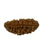 1 Mukhi Rudraksha