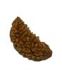 1 Mukhi Rudraksha