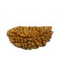 1 Mukhi Rudraksha 28.75 MM
