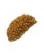1 Mukhi Rudraksha 28.75 MM