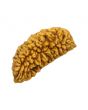 1 Mukhi Rudraksha 29.64 MM