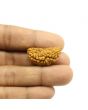 1 Mukhi Rudraksha 29.32 MM