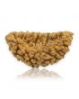 1 Mukhi Rudraksha 30.16 MM