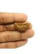 1 Mukhi Rudraksha 30.16 MM