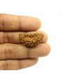 1 Mukhi Rudraksha 30.16 MM