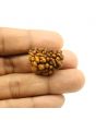 1 Mukhi Rudraksha 25.61 MM