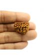 1 Mukhi Rudraksha 25.61 MM