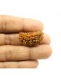 1 Mukhi Rudraksha 29.49 MM