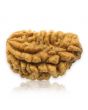 1 Mukhi Rudraksha 28.22 MM
