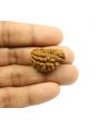 1 Mukhi Rudraksha 28.22 MM