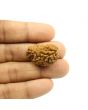 1 Mukhi Rudraksha 28.22 MM